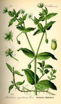 Chickweed - Stellaria aquatica - Мокрица